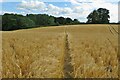 Footpath through the barley in OX25 5PX