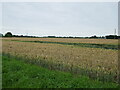 Wheat field near Sutton Crosses in PE12 9RX