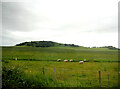 Sheep in a field, Low Greenscoe Farm in LA16 7BY