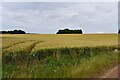 Wicken Green Village: Wheat crop in Syderstone