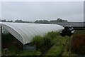 Polytunnel at Coat Green Farm in LA6 1JW