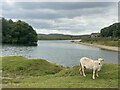 Sheep at Cwm Tysswg Reservoir in NP22 4JL