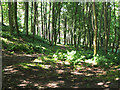 Light and shade in Serpentine Wood, Penicuik in EH26 9YY