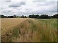 Through the crops near Cherry Willingham in Greetwell