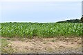 Bagthorpe with Barmer: Maize crop in Bircham with Rudhams Ward
