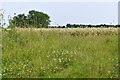 East Rudham: Field in PE31 8RA
