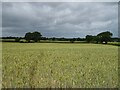 Cereal crop off Mytton Oak Road in SY3 8DB