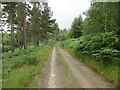 Track in Sluie Woods in AB31 4AX