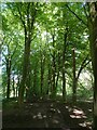 Chawton Park Wood, just north of the main footpath in GU34 5ED