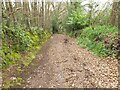 Track towards Venn Ottery Common in EX11 1SP