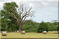 Dead tree and bales in meadow, Woodham Mortimer in CM9 6SW