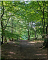 Path in Blakes Wood, Little Baddow in CM3 4SU
