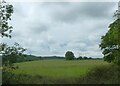 Lone tree in grassland, Lower Barrihurst Farm in GU6 8TG