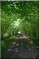 Verdant Arch over Bridleway 10 in CB11 4XB