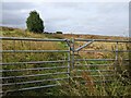 A gated field near Little Weston in BA22 7HZ