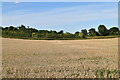 Arable land in ME13 9SF