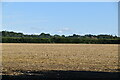 Stubble field in ME13 9SF
