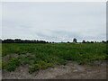 Potato field near Lodge Farm in Besthorpe