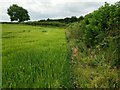 Edge of a field of barley in G34 0BW