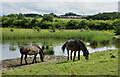 Exmoor ponies at Rainton Meadows in DH4 6RE