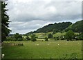 Sheep grazing near Ty-mawr in SY16 3HN