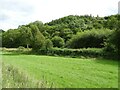 Grazing and woodland beside the Cambrian Line in SY17 5SG