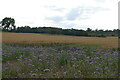 Wheat field and borage, south of Cookley Road in IP19 0LR