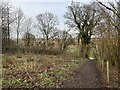 Footpath through Derrydown Copse in SP11 6AR