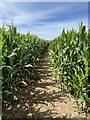 Footpath through maize field in SY4 2AU