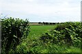 Hedgerow and field beside the B6265 in YO26 9TN