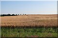 Wheat field by Tinker's Lane in CB23 1HT