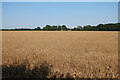 Ripe wheat field in CB23 1HJ