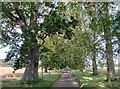 Tree-lined avenue to Manor Farm in NR11 7ES