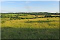 Pasture and distant woodland in OX29 8PR