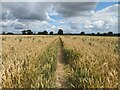 Path through cropfield in YO62 7RS