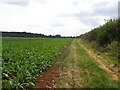 Path goes beside a field of sugar beet in Waddingham and Spital Ward