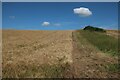Barley field near Croydon Hill in Croydon