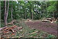 Logs on the bridleway in OX20 1HS