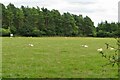 Sheep by Glympton Wood in OX20 1HS