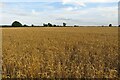 Wheat field by Wychwood Way in OX29 8DU
