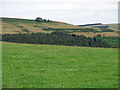 Rough pastures north of Ladley in DL13 2SH