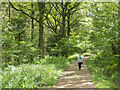 Track in the Haugh Wood in HR1 4QX