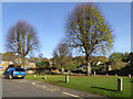 Trees on village green, Hornton in OX15 6BY