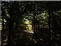 Footpath towards Fuces Farm in RG19 8AW