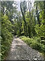 Track through woodland in SA34 0LN