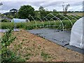 Polytunnels off St Mary's Road, Cupar in KY15 4NF