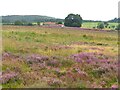 Across heather towards Moorend in YO62 7JJ