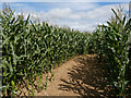 In the Maize Maze at Millets Farm in OX13 5NW