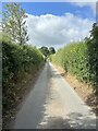Narrow lane with high hedges in SY4 1FG