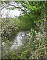 Pond west of Stacy's Farm in CM1 7HF